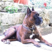 Photo de Boxer