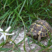 Photo de Tortue