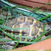 Photo de Tortue