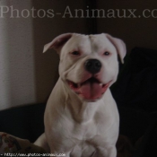 Photo d'American staffordshire terrier