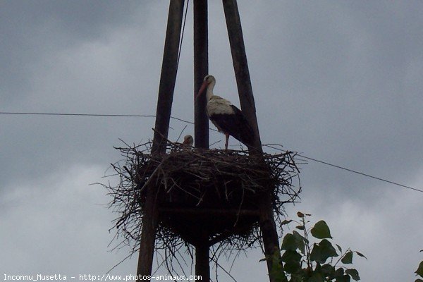 Photo de Cigogne