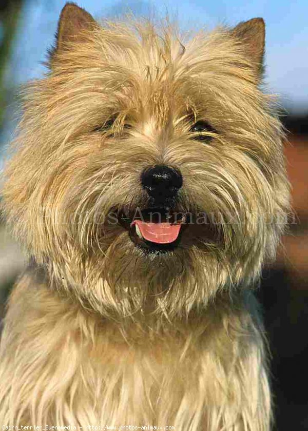 Photo de Cairn terrier