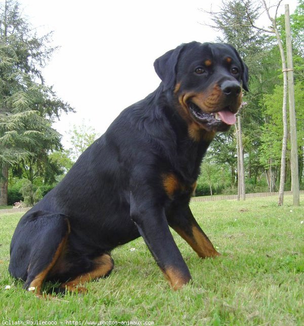 Photo de Rottweiler