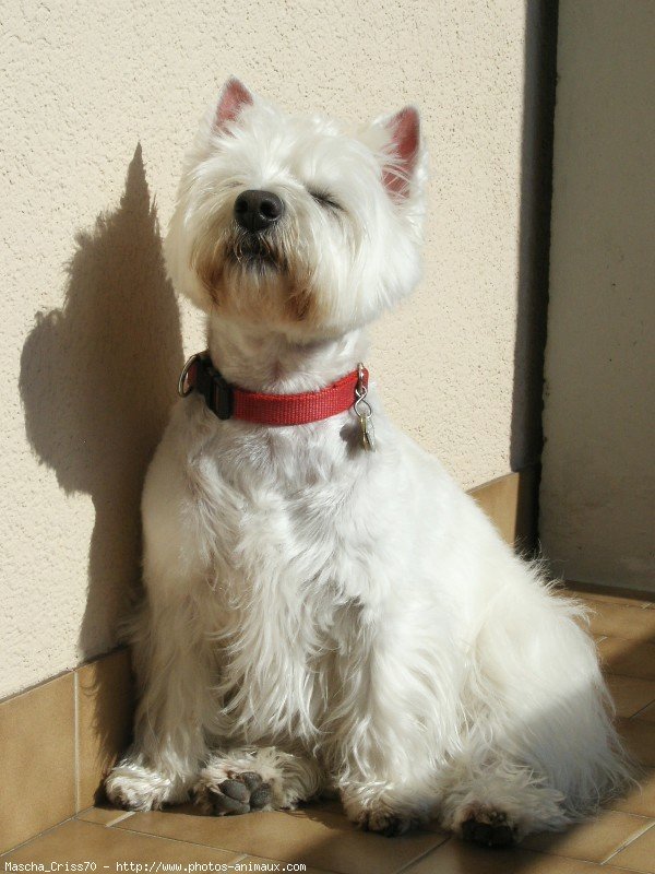 Photo de West highland white terrier