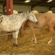 Photo de Races diffrentes