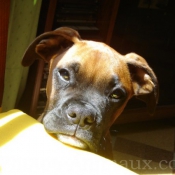 Photo de Boxer