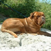 Photo de Dogue de bordeaux