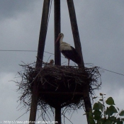 Photo de Cigogne