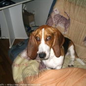 Photo de Basset hound