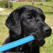 Photo de Labrador retriever