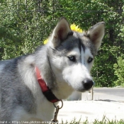 Photo de Husky siberien