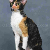 Photo de Cornish rex