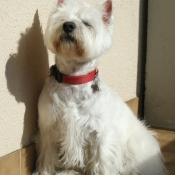 Photo de West highland white terrier