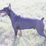 Photo de Dobermann