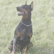 Photo de Dobermann