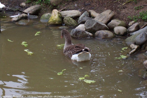 Photo de Canard