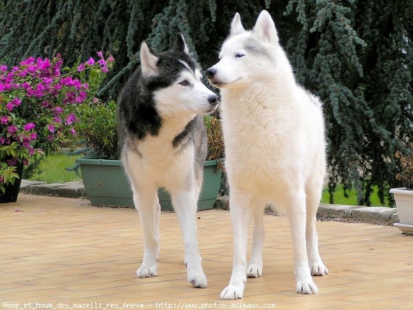 Photo de Husky siberien