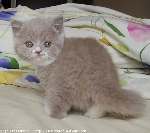 Photo de British shorthair