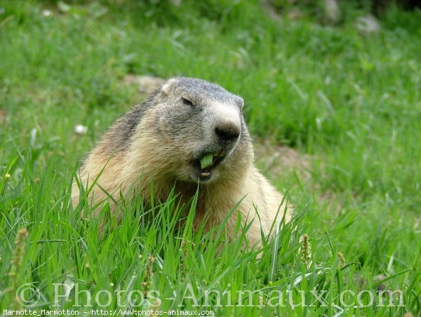 Photo de Marmotte