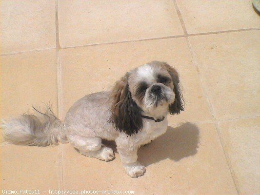 Photo de Shih tzu