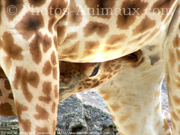 Photo de Girafe