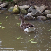 Photo de Canard