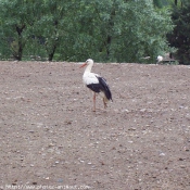 Photo de Cigogne