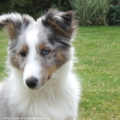 Photo de Chien de berger des shetland