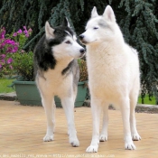 Photo de Husky siberien