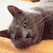 Photo de Chartreux