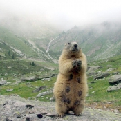 Photo de Marmotte