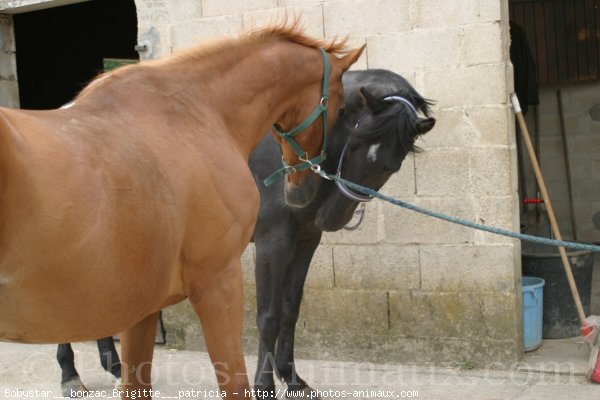 Photo de Races diffrentes