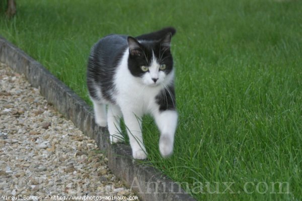 Photo de Chat domestique