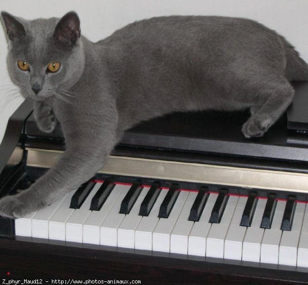 Photo de Chartreux