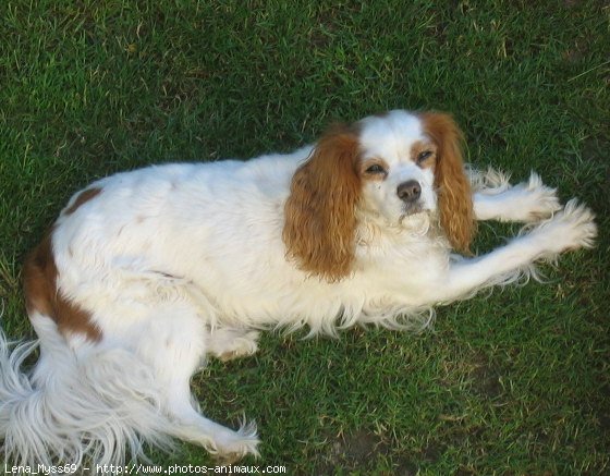 Photo de Cavalier king charles spaniel