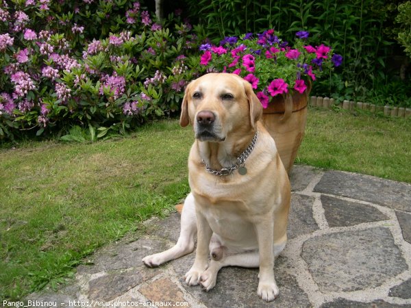 Photo de Labrador retriever