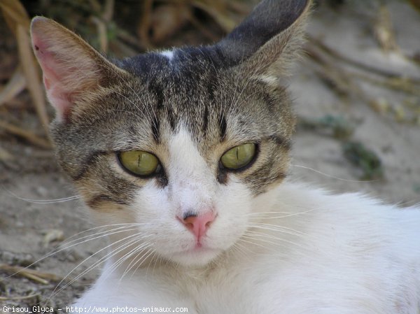 Photo de Chat domestique