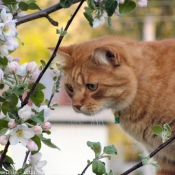 Photo de Chat domestique