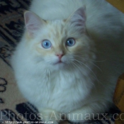 Photo de Ragdoll