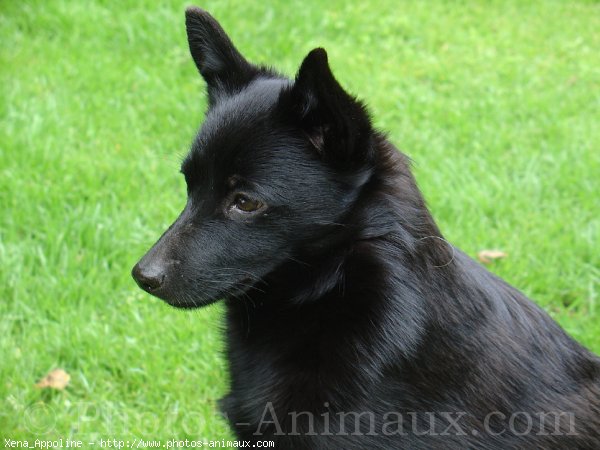 Photo de Schipperke