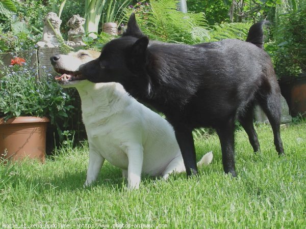 Photo de Races diffrentes