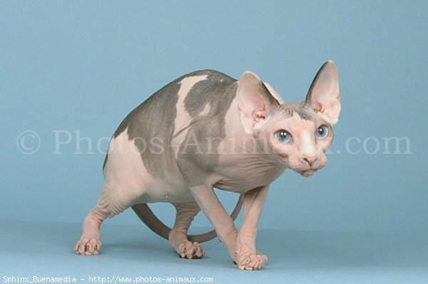 Photo de Sphynx