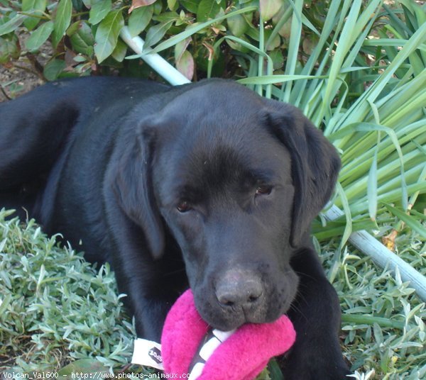 Photo de Labrador retriever