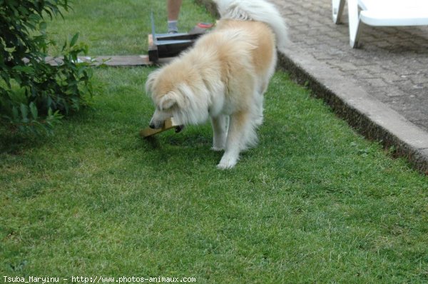 Photo d'Akita inu