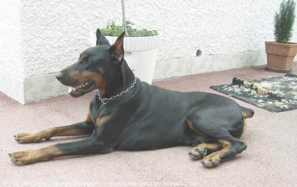 Photo de Dobermann