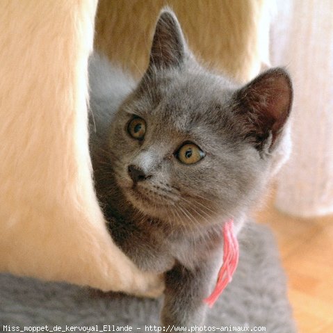 Photo de Chartreux