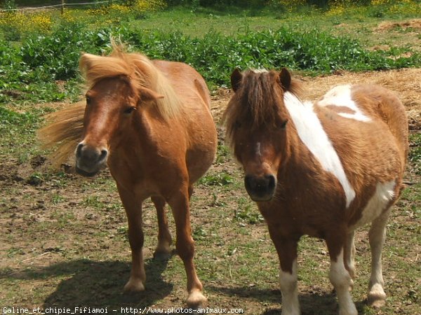 Photo de Shetland