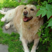 Photo de Golden retriever