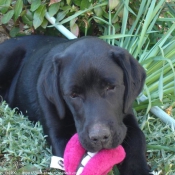 Photo de Labrador retriever