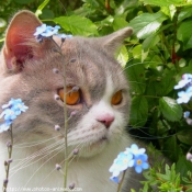 Photo de British shorthair